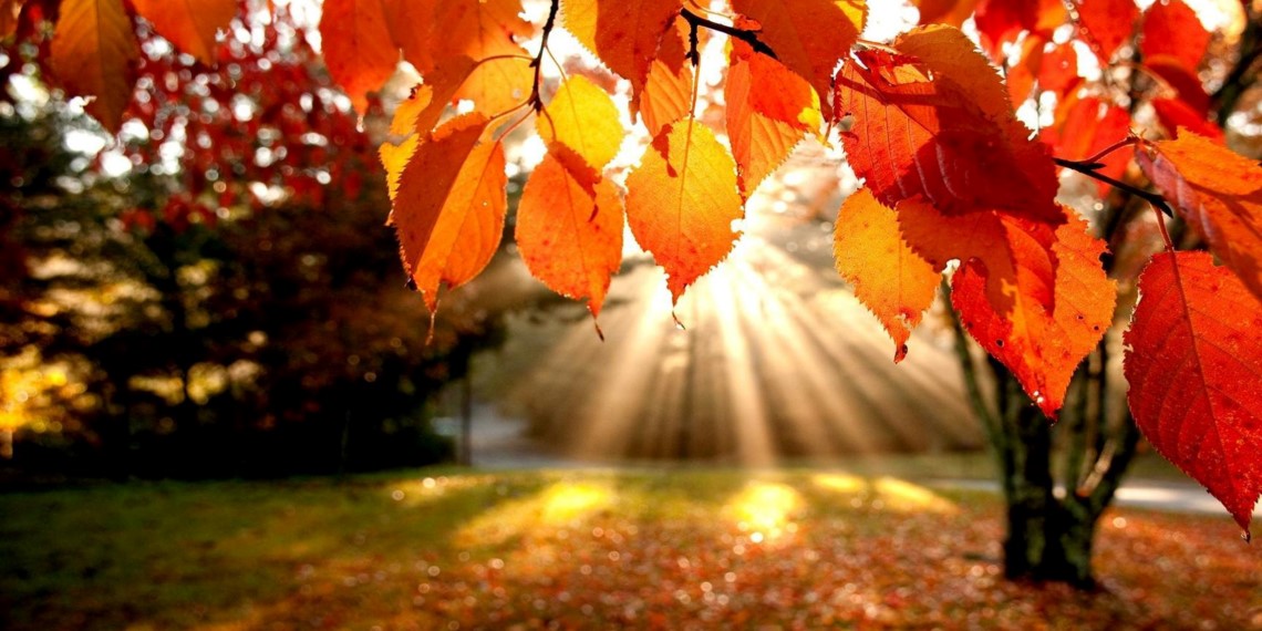 Fall Final