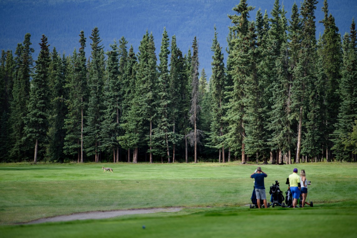 SPORT YUKON
MOUNTAINVIEW GOLF COURSE
Photo by Alistair Maitland Photography