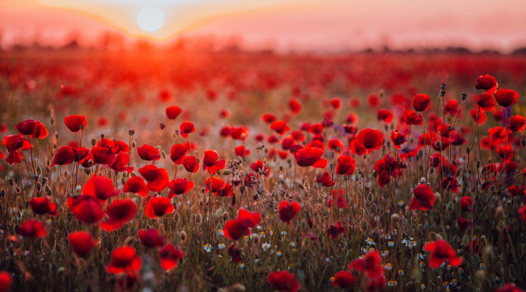 Lest we forget